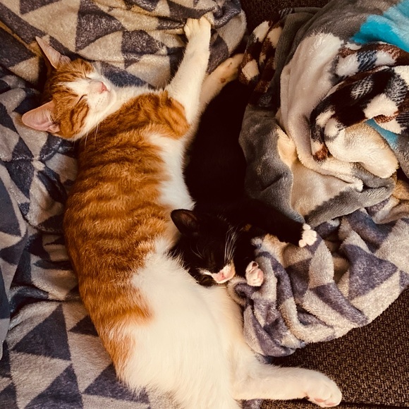 Meet your Posher, Erin - Picture 2 of 4